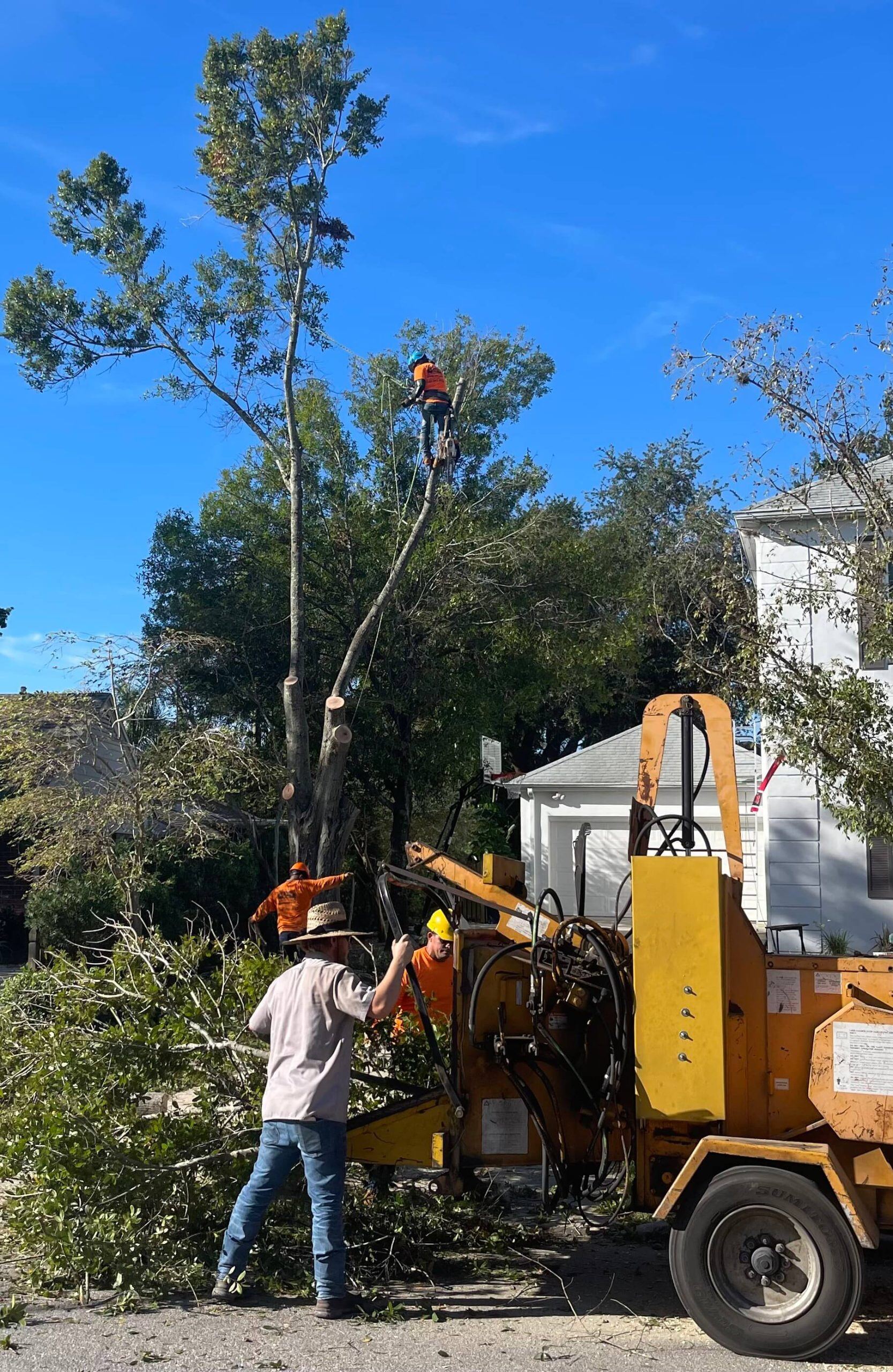 Arbor Bay tree removal
