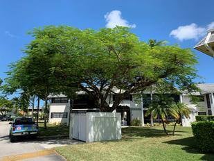 eastern exterminating tree