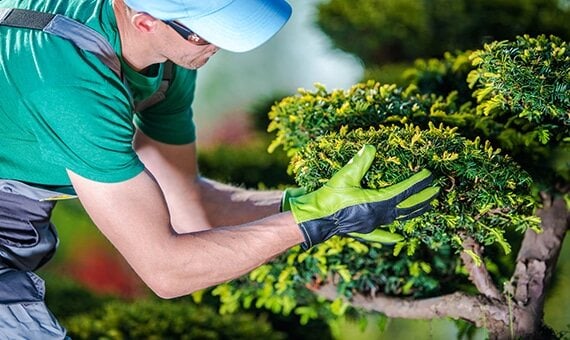 grogreen tree and shrub