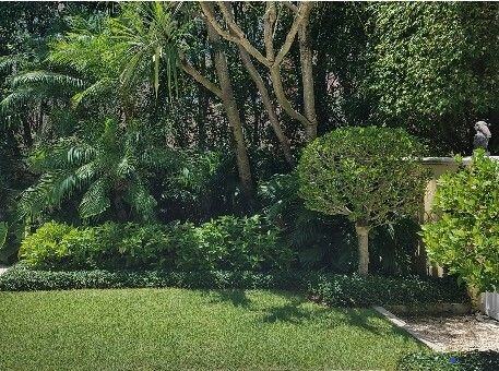 island environmental Tree_shrub_2