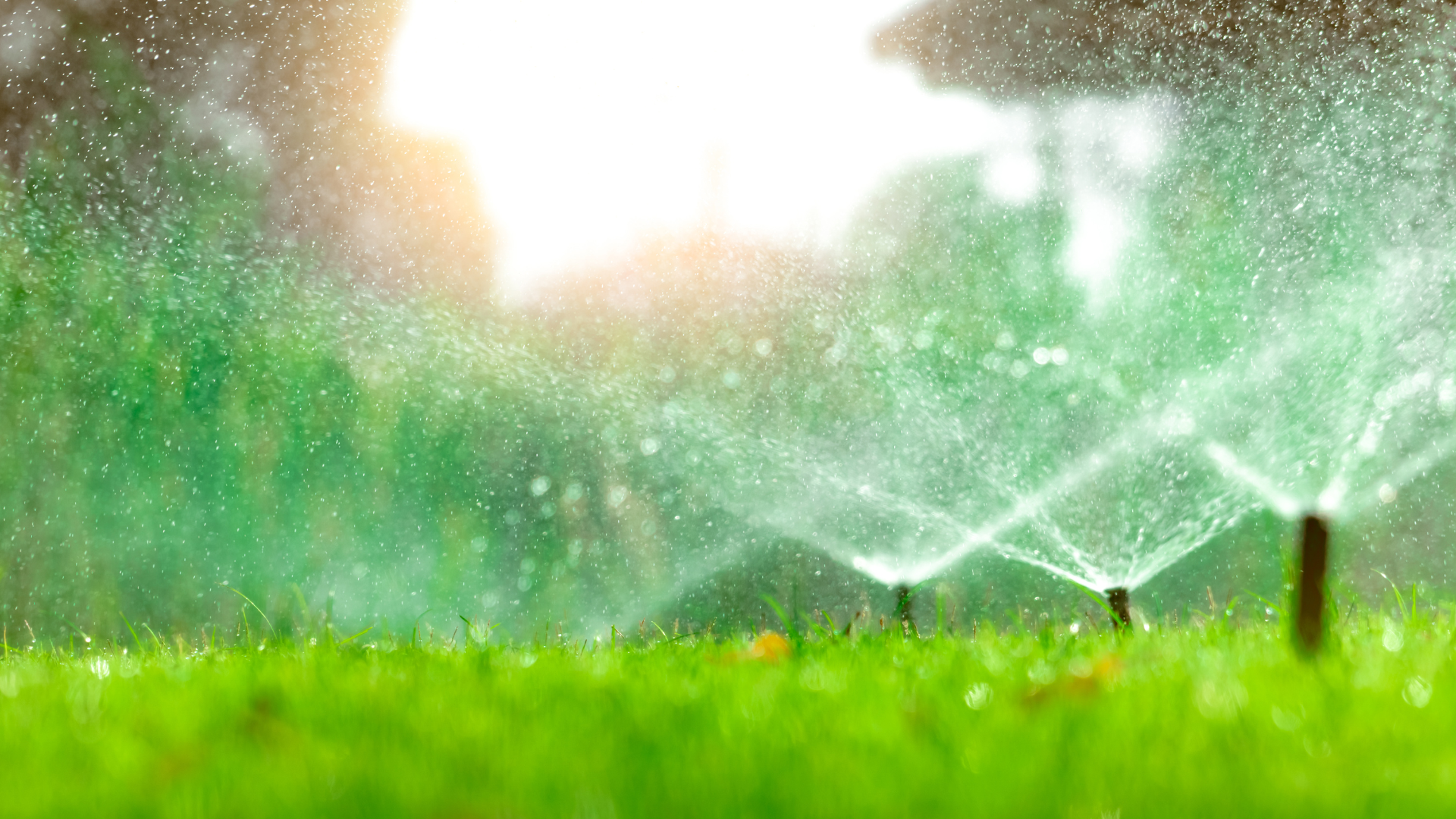 preventing-lawn-disease-1