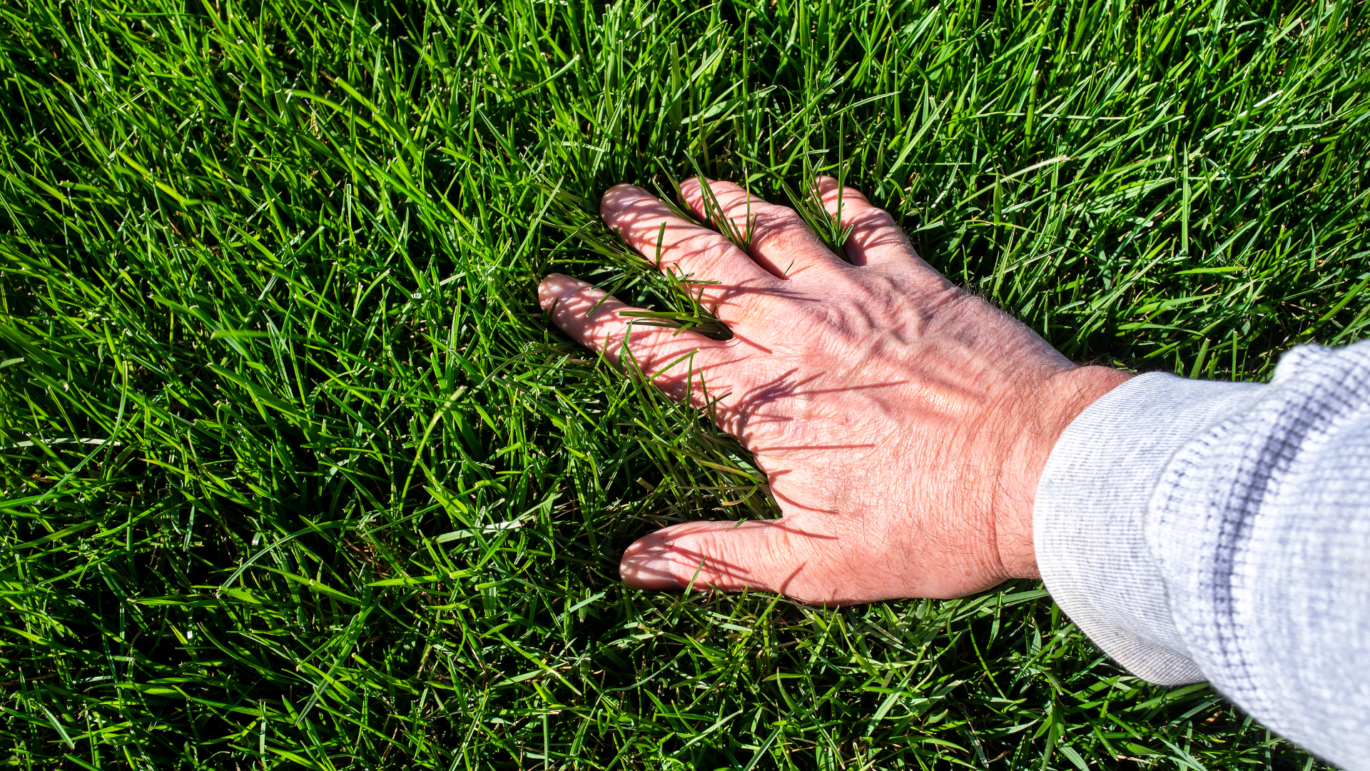 preventing-lawn-disease-3
